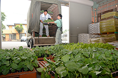 野菜苗を受け取るJA職員(右)と配付担当者(さいたま市のJAさいたま野田支店で)